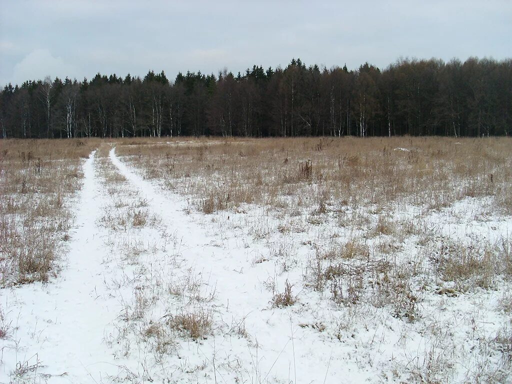 Зимой в лесу и на пустыре. Зимнее поле. Зимняя лесная низина. Пустырь зимой. Зимой в лесу и на пустыре.