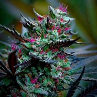 Jane plant
