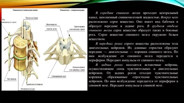 Передние и задние рога спинного мозга. Передние задние и боковые рога спинного мозга. В середине спинного мозга проходит. Боковые рога спинного мозга сегменты.