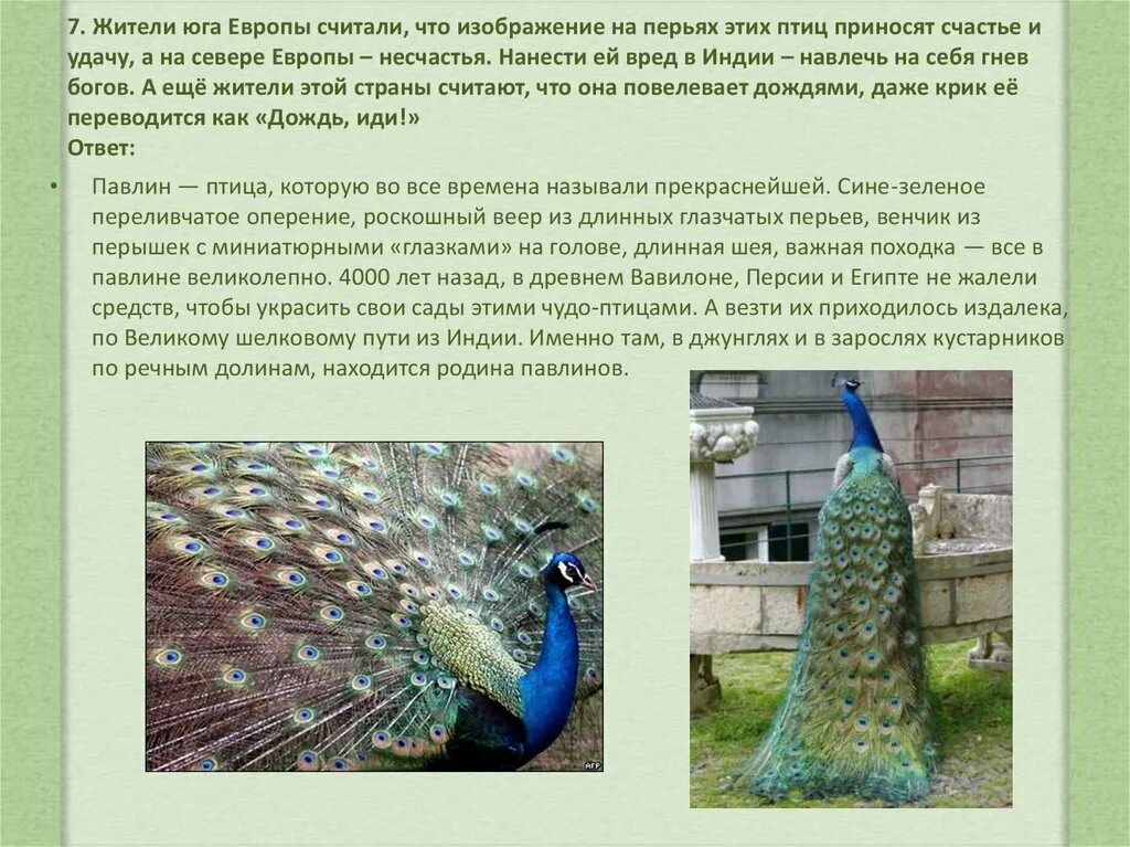 Павлиньих перьях значение