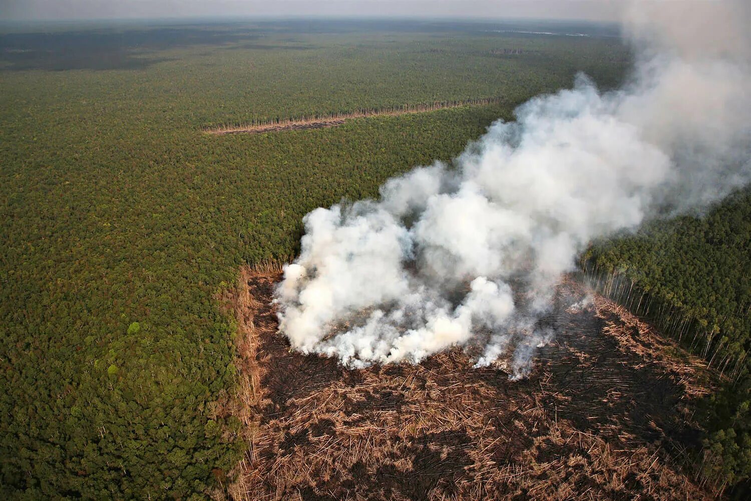 долина мехико обезлесение. влияние леса на окружающую среду. влияние леса на окружающую среду. влияние леса на окружающую среду. экологические проблемы леса.