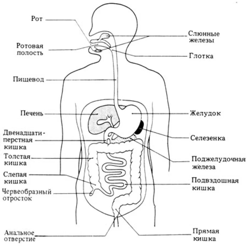 Внутренние органы строение схема. Анатомическое строение пищеварительной системы человека. Схема пищеварительной системы человека для детей. Строение пищеварительной системы человека схема для детей. Схема пищеварительной системы человека 8 класс.