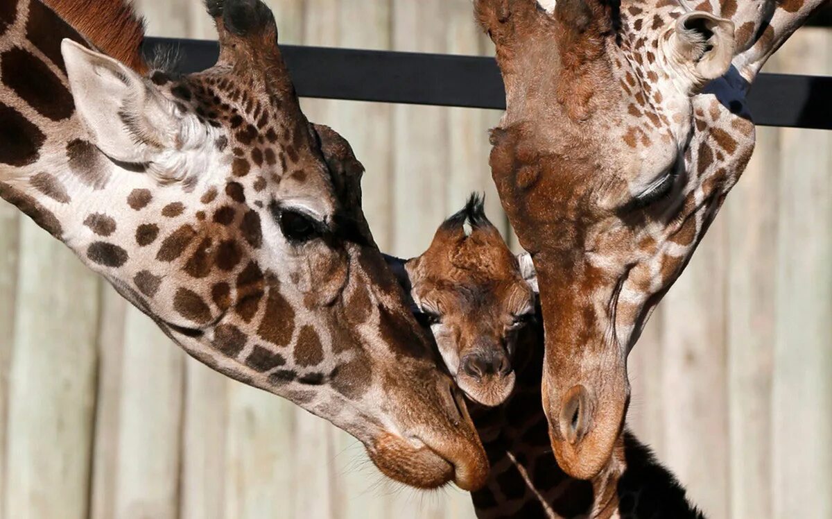 Сколько детенышей жирафа родилось за 2 года. Жираф жирафиха Жирафенок. Жираф, самец. Самка жирафа. Самец жирафа.