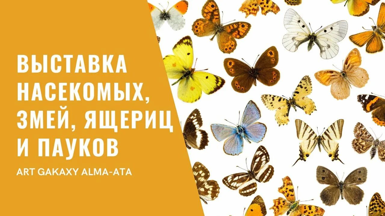 Выставка насекомых. Выставка насекомых