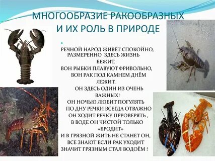 Многообразие ракообразных