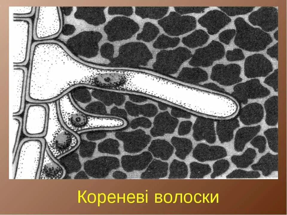 Строение корневого волоска. Корневые волоски у растений. Строение клеток корневого волоска. Корневой волосок представляет собой.