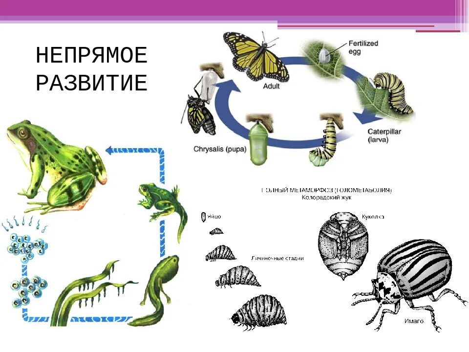 Непрямое постэмбриональное развитие схема. Непрямое развитие с полным метаморфозом характерно для. Непрямое развитие примеры. Прямое и Непрямое развитие животных.