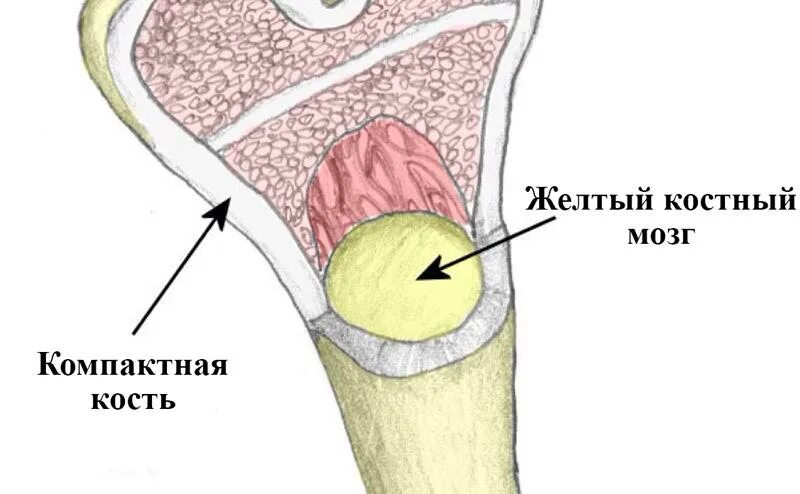 Функция желтого костного мозга в трубчатой кости. Желтый костный мозг строение. Красный костный мозг и желтый костный мозг. Желтый мозг. Расположение желтого костного мозга.