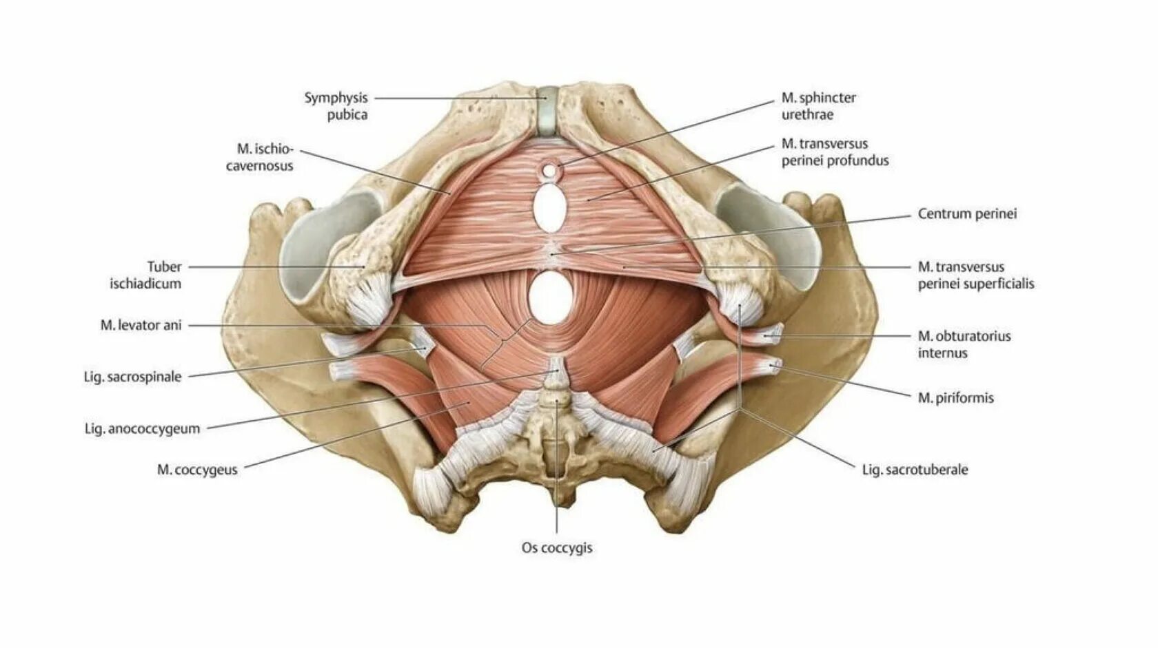 Треугольник снизу. Мышцы дна малого таза анатомия. Мышцы малого таза у женщин анатомия. Тазовое дно анатомия Мочеполовая диафрагма. Мышцы тазового дна у женщин анатомия.