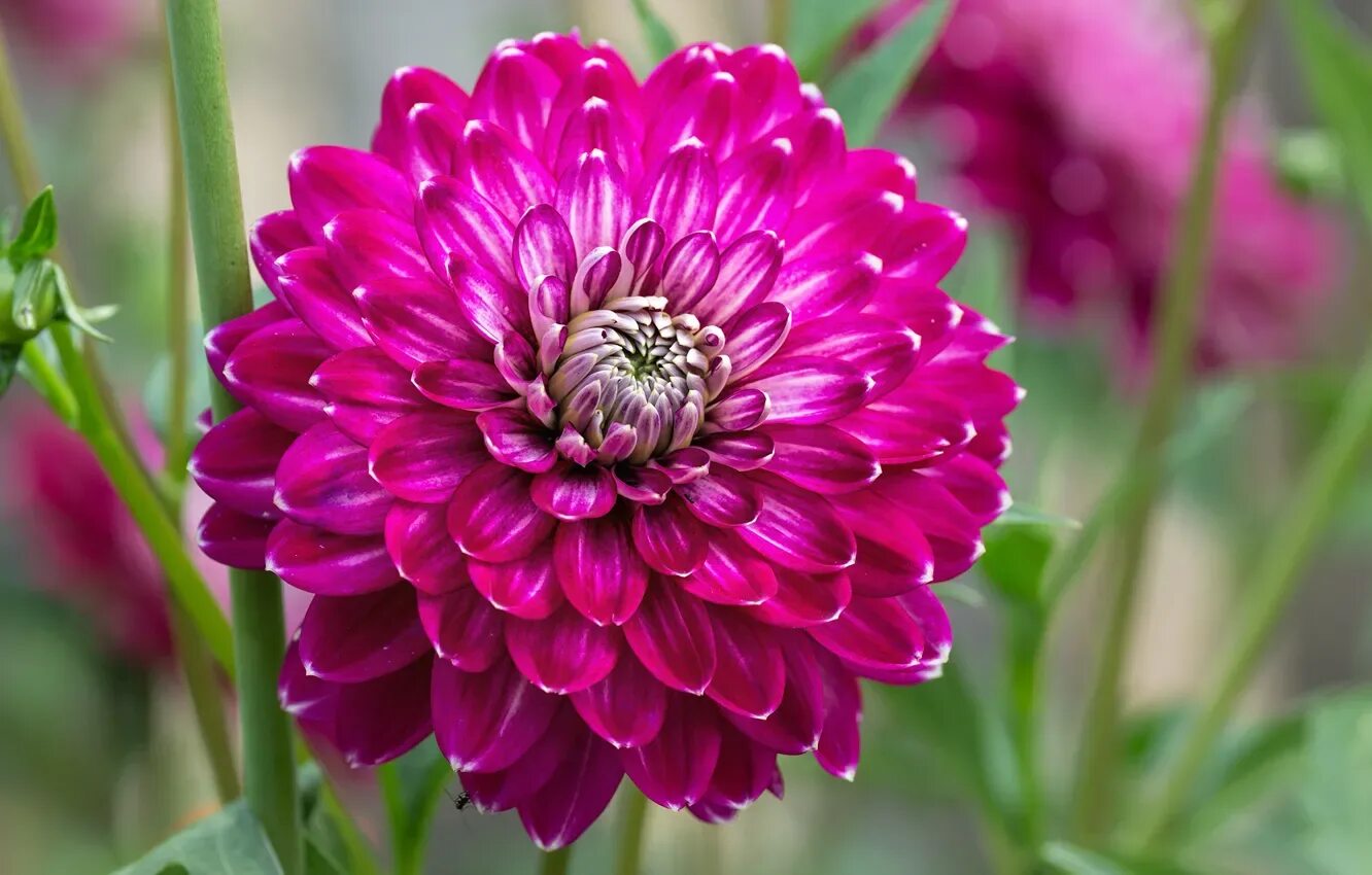 Dahlia цветок. Dahlia цветок. Bluesette георгин. Dahlia цветок. Dahlia цветок.