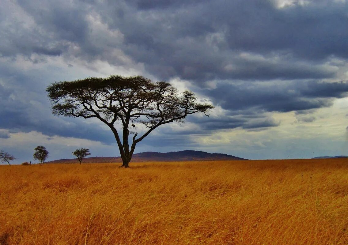Серенгети Килиманджаро. Акации Серенгети. Равнины Серенгети. Саванны Танзании. Акация в какой природной зоне