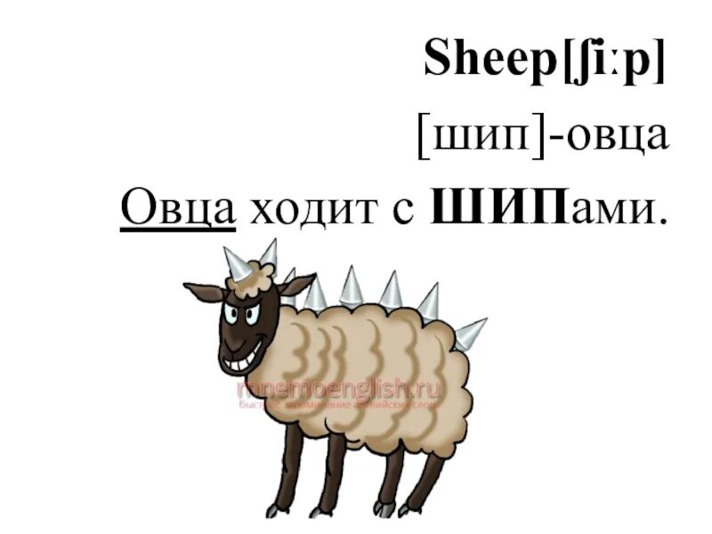 Овца с шипами. Овечка шип. Карточки по английскому языку овца. Овца с шипами карточки. Как по английски будет овца