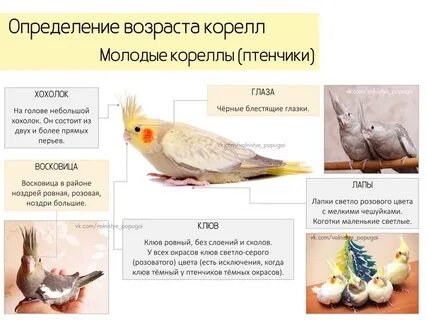 Сколько весит корелла
