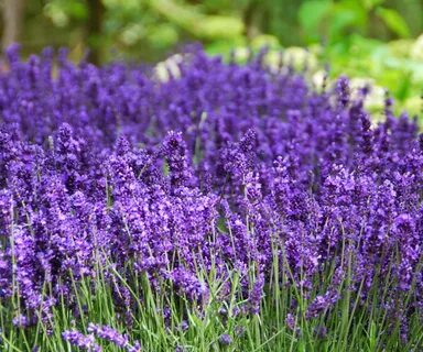 Lavandula angustifolia