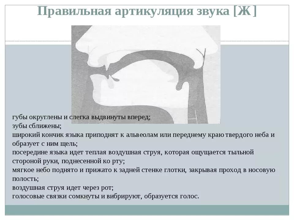 Правильная характеристика звука. Постановка языка при звуке с. Артикуляционный уклад звука с. Постановка языка при звуке ж. Правильный артикуляционный уклад звука [ж.