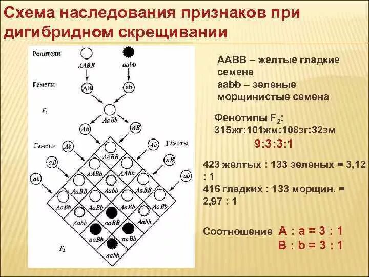 Расщепление по генотипу при дигибридном. Схема наследования наследственного признака. Схема наследования признаков при дигибридном скрещивании. Схема наследования при дигибридном скрещивании. Схеманаследованияпризнаковпридигибридномскрещивании.