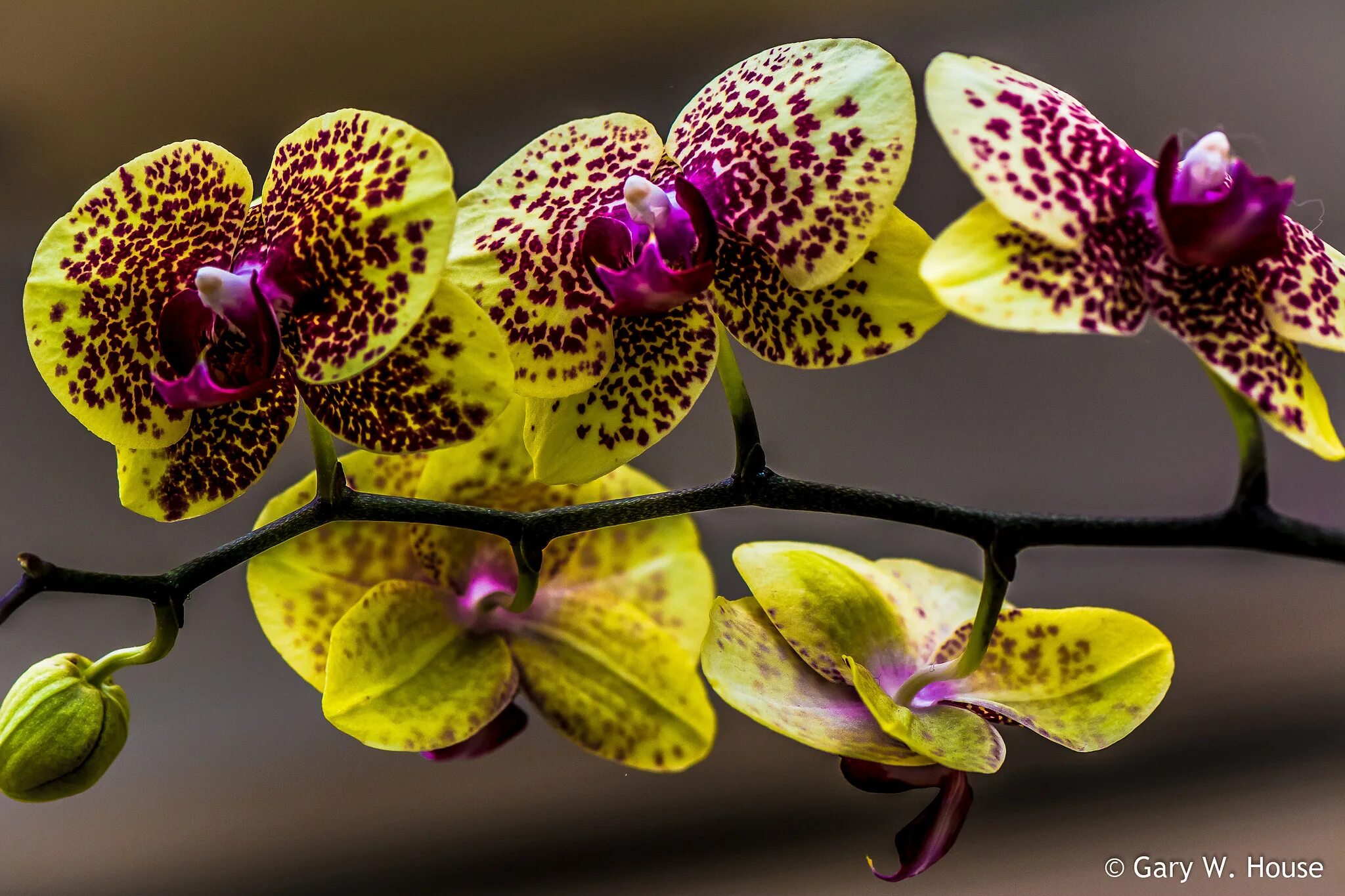 Орхидея Phalaenopsis Astrid. Орхидея Ягуар фаленопсис. Тропикана фаленопсис. Фаленопсис Girona. Красно желтая орхидея