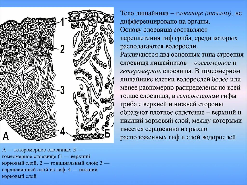 Гомеомерное строение слоевища лишайника:. Гетеромерное слоевище лишайника схема.. Строение гетеромерного лишайника. Строение гомеомерных лишайников.