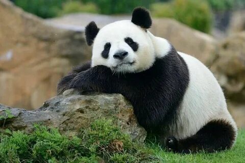 States panda