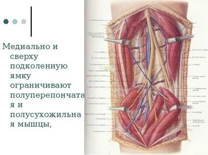 Подколенная ямка