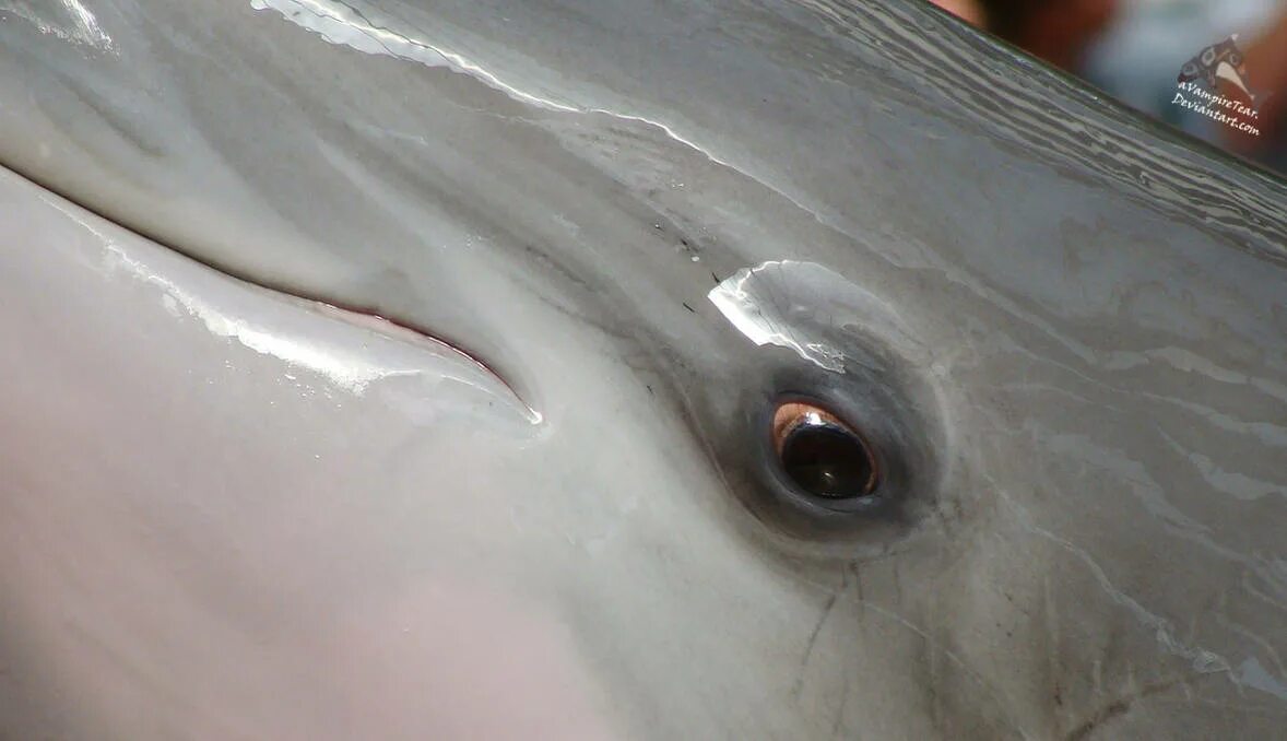 Глаз дельфина. Кожа дельфина. Зрачок дельфина. Кожа дельфина вблизи.