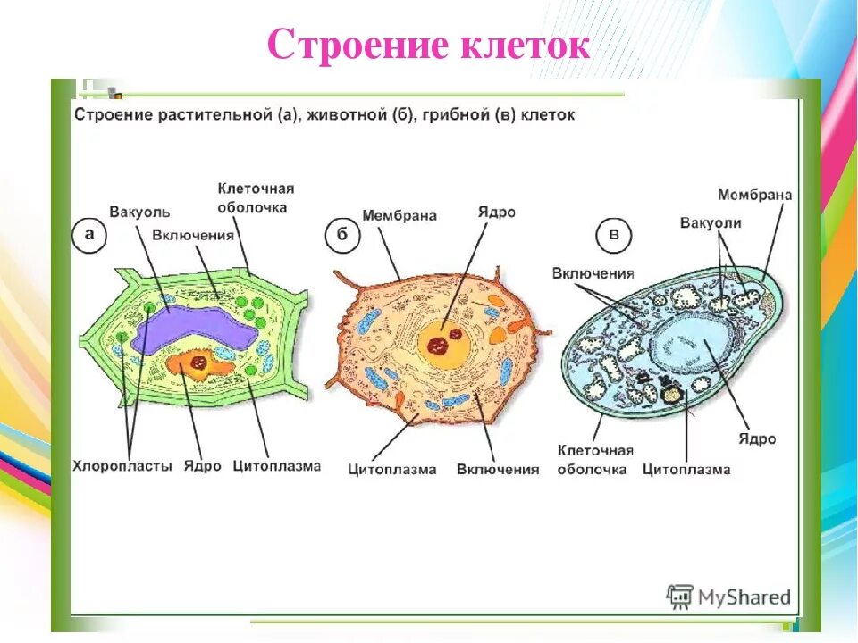 Грибы тип клетки