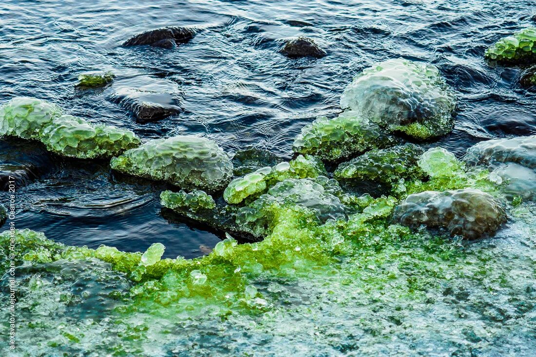 Г спирогира. Байкал водоросли спирогиры. Зеленые водоросли спирогира. Спирогира на Байкале. Зеленая спирогира на Байкале.