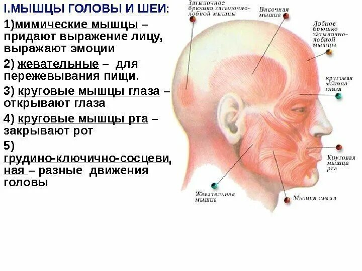 Мышцы головы и шеи классификация и функция. Мышцы головы человека функции. Мышцы головы и шеи таблица. Подзатылочные мышцы шеи таблица.