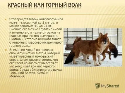Красный волк из красной книги доклад 2