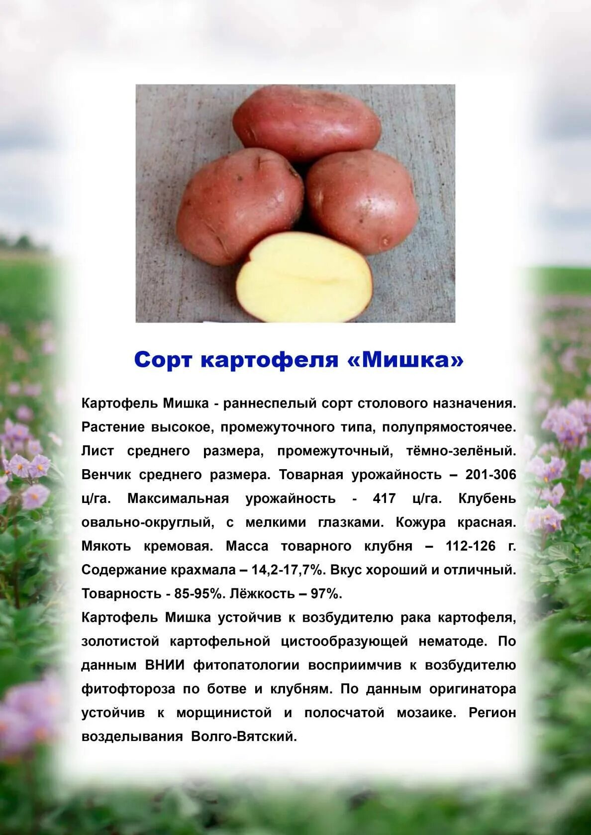 Сорта картофеля описание сорта фото отзывы. Картофель мишка описание сорта. Картофель семенной Розара описание. Картофель Розара элита семенной. Сорт Розара картофель характеристика.