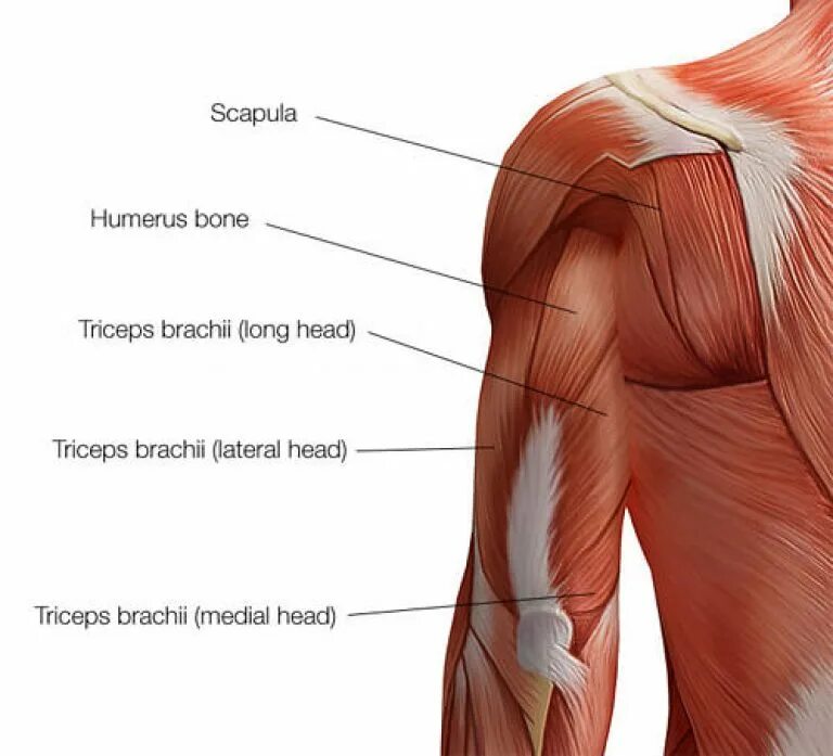 Трицепс мышца. Трицепс плеча анатомия. Трицепс плеча медиальная головка. Латеральная головка трицепса анатомия. Мышцы руки анатомия трицепс.