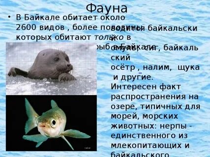 Какие животные обитают на байкале