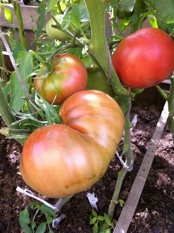 Томат яша югославский. Томат яша югославский отзывы. Томат црнкович югославиан. Томат яша югославский отзывы. Томат яша югославский отзывы.