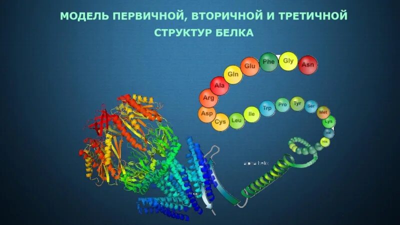 Программа о первичной структуре белка зашифрована. Моделирование структуры белка. биологическое моделирование. моделирование третичной структуры белка. первичная вторичная третичная структура коллагена.