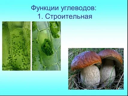 Углеводы 8 класс биология
