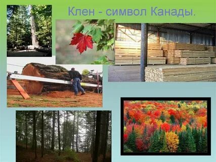 Северный пояс леса