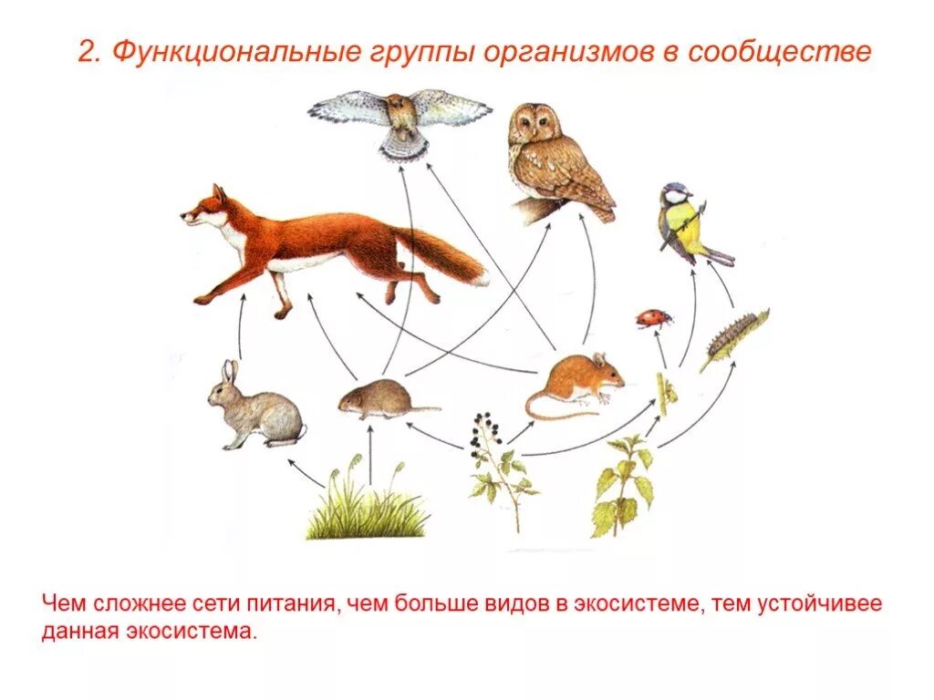 Какие экологические связи в сообществе. Пастбищные и детритные цепи питания. пищевые связи в сообществах биология. пищевая цепь питания в биоценозе. цепи питания биогеоценоза.