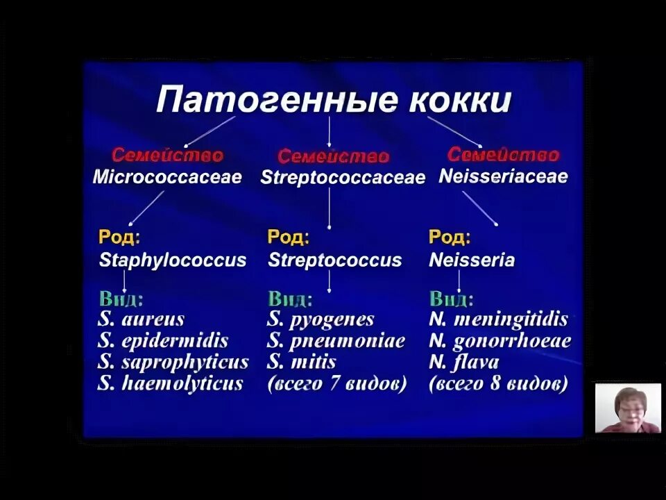 Патогенные кокки микробиология. Условно патогенные кокки. Патогенные грамположительные кокки. Патогенные кокки микробиология. Патогенные кокки.