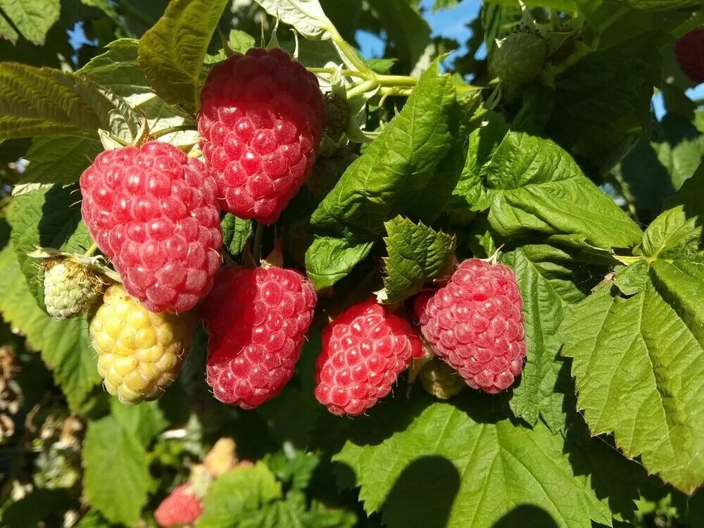 Сорт малины Соколица. Малина сорт Купчиха. Малина сорт вольница. Малина ремонтантная Купчиха. Сорта малины купить саженцы