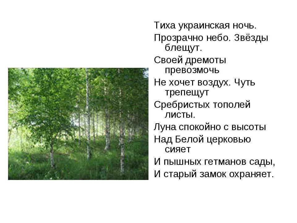 Стих тихая украинская ночь. Тиха украинская ночь прозрачно небо звезды блещут. украинская ночь стихотворение. тиха украинская ночь пушкин. тиха украинская ночь отрывок.