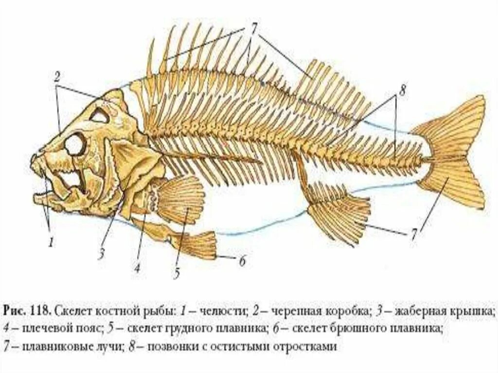 Ухо класс рыбы. Скелет костной рыбы рис 113. Скелет рыбы окунь. Опорно двигательная система костных рыб. Опорно двигательная система рыб схема.