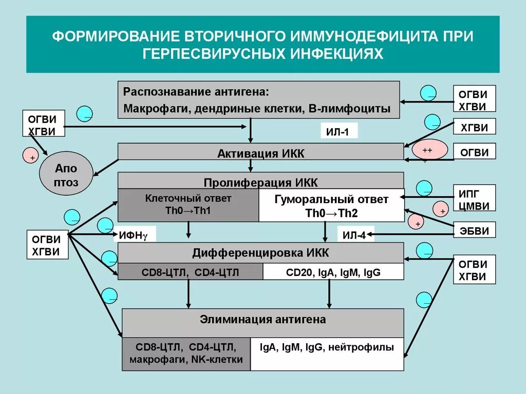 Т клеточный иммунодефицит. Механизм формирования первичного иммунодефицита. Механизм формирования вторичных иммунодефицитов. Первичные иммунодефицитные состояния механизмы развития. Патогенез развития вторичного иммунодефицита.