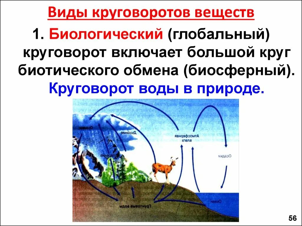 В агроценозе незамкнутый круговорот. Круговорот веществ в биосфере. Биотический круговорот веществ в биосфере. Малый биологический круговорот веществ. Биологический круговорот воды.