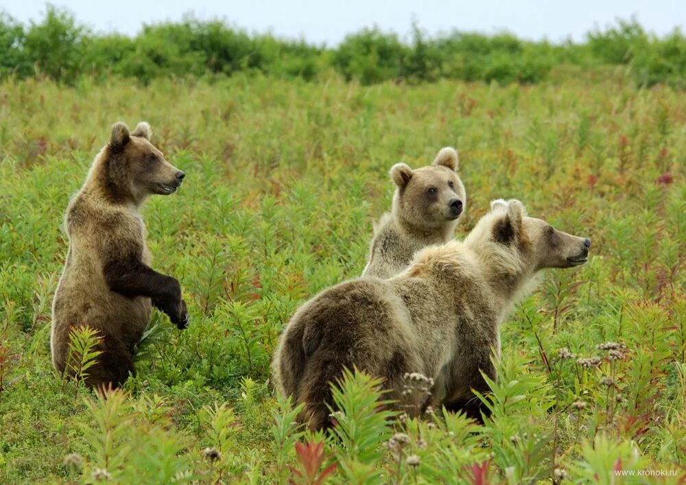 птицы дарвинского заповедника вологодской области. животные дарвинского заповедника. дарвинский заповедник лось. птицы дарвинского заповедника. животный мир дарненского заповеднека.