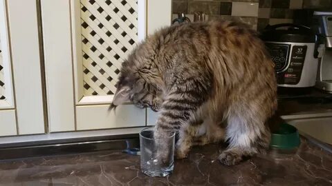 Зачем кот водит лапами над хозяйскими шапками