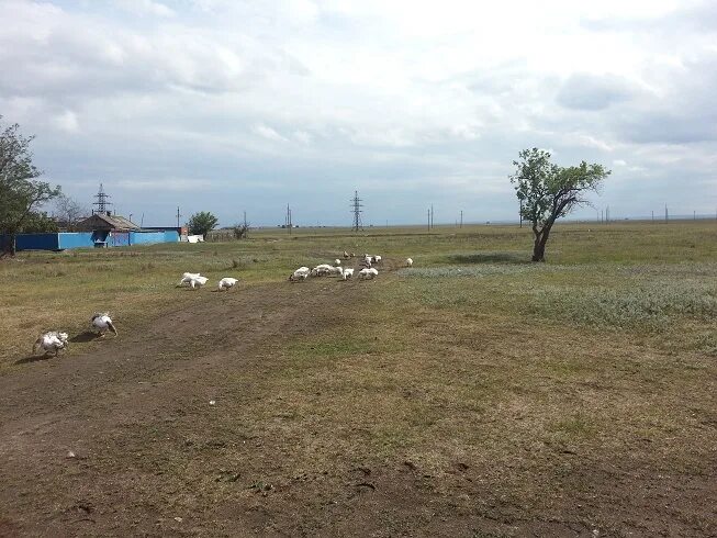 Погода в карамурзинском став края на неделю. Аул карамурзинский. Мечеть в ауле кошехабль. Аул карамурзинский. Детский писатель карачаево черкесии.