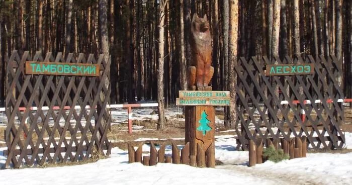 Памятник Тамбовскому волку в Тамбове. Тамбовский волк надежный товарищ. Памятник Тамбовскому волку на Рассказовской трассе. Тамбовский волк памятник на трассе.