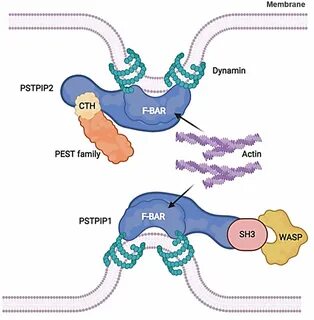 Structure and Biological Function of PSTPIP2.