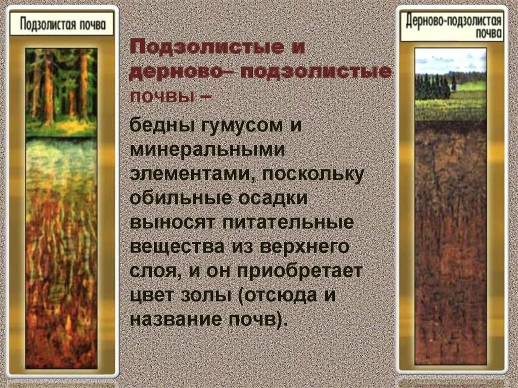 Дерново-подзолистые почвы 4 класс окружающий мир. Почвенный профиль дерново-подзолистых почв в России. Подзолистая почва 4 класс окружающий мир. Типы почв в России подзолистые. Подзолистый тип почв характеристика