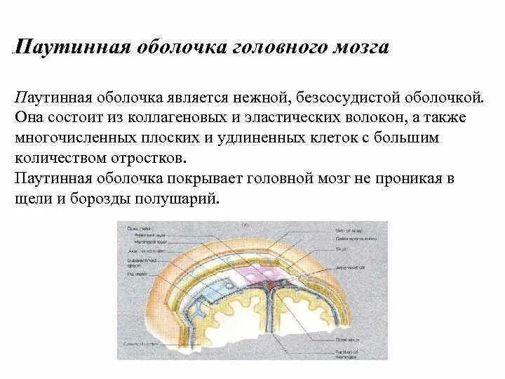 Головной мозг покрыт оболочками. Паутинная мозговая оболочка спинного мозга. Паутинная оболочка головного мозга анатомия. Твердая паутинная и мягкая оболочка спинного мозга. Спинной мозг мягкая оболочка паутинная оболочка.